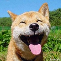 灰哥